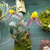 Bulbophyllum bolsterii
